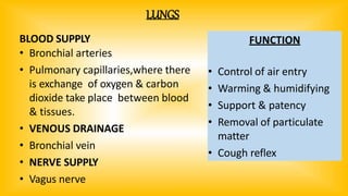 BLOOD SUPPLY
• Bronchial arteries
• Pulmonary capillaries,where there
is exchange of oxygen & carbon
dioxide take place between blood
& tissues.
• VENOUS DRAINAGE
• Bronchial vein
• NERVE SUPPLY
• Vagus nerve
LUNGS
FUNCTION
• Control of air entry
• Warming & humidifying
• Support & patency
• Removal of particulate
matter
• Cough reflex
 