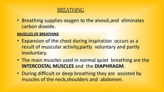 BREATHING
• Breathing supplies oxygen to the alveoli,and eliminates
carbon dioxide.
MUSCLES OF BREATHING
• Expansion of the chest during inspiration occurs as a
result of muscular activity,partly voluntary and partly
involuntary.
• The main muscles used in normal quiet breathing are the
INTERCOSTAL MUSCLES and the DIAPHRAGM.
• During difficult or deep breathing they are assisted by
muscles of the neck,shoulders and abdomen.
 