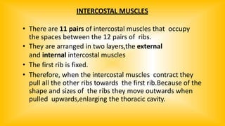 INTERCOSTAL MUSCLES
• There are 11 pairs of intercostal muscles that occupy
the spaces between the 12 pairs of ribs.
• They are arranged in two layers,the external
and internal intercostal muscles
• The first rib is fixed.
• Therefore, when the intercostal muscles contract they
pull all the other ribs towards the first rib.Because of the
shape and sizes of the ribs they move outwards when
pulled upwards,enlarging the thoracic cavity.
 