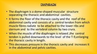 DIAPHRAGM
• The diaphragm is a dome-shaped muscular structure
separating the thoracic and abdominal cavities.
• It forms the floor of the thoracic cavity and the roof of the
abdominal cavity and consists of a central tendon from which
muscle fibres radiate to be attached to the lower ribs and
sternum and to the vertebral column by two crura.
• When the muscle of the diaphragm is relaxed ,the central
tendon is pulled downwards to the level of the T-9,enlarging
the thoracic cavity in length.
• This decreases pressure in the thoracic cavity and increases it
in the abdominal and pelvic cavities.
 