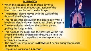 INSPIRATION
• When the capacity of the thoracic cavity is
increased by simultaneous contraction of the
intercostal muscles and the diaphragm.
• The parietal pleura moves with the walls of the
thorax & the diaphragm.
• This reduces the pressure in the pleural cavity to a
level considerably lower than atmospheric pressure
• The visceral pleura follows the parietal pleura
,pulling the lungs with it.
• This expands the lungs and the pressure within the
alveoli and in the air passages,drawing air into the
lungs in attempt to equalise the atmospheric and
alveolar air pressure.
• The process of inspiration is ACTIVE,as it needs energy for muscle
contraction.
• Inspiration lasts about 2 seconds.
 