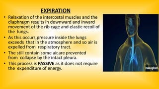 EXPIRATION
• Relaxation of the intercostal muscles and the
diaphragm results in downward and inward
movement of the rib cage and elastic recoil of
the lungs.
• As this occurs,pressure inside the lungs
exceeds that in the atmosphere and so air is
expelled from respiratory tract.
• The still contain some air,are prevented
from collapse by the intact pleura.
• This process is PASSIVE as it does not require
the expenditure of energy.
 