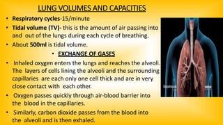 LUNG VOLUMES AND CAPACITIES
• Respiratory cycles-15/minute
• Tidal volume (TV)- this is the amount of air passing into
and out of the lungs during each cycle of breathing.
• About 500ml is tidal volume.
• EXCHANGE OF GASES
• Inhaled oxygen enters the lungs and reaches the alveoli.
The layers of cells lining the alveoli and the surrounding
capillaries are each only one cell thick and are in very
close contact with each other.
• Oxygen passes quickly through air-blood barrier into
the blood in the capillaries.
• Similarly, carbon dioxide passes from the blood into
the alveoli and is then exhaled.
 