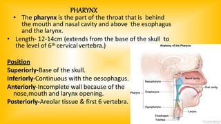 PHARYNX
• The pharynx is the part of the throat that is behind
the mouth and nasal cavity and above the esophagus
and the larynx.
• Length- 12-14cm (extends from the base of the skull to
the level of 6th cervicalvertebra.)
Position
Superiorly-Base of the skull.
Inferiorly-Continuous with the oesophagus.
Anteriorly-Incomplete wall because of the
nose,mouth and larynx opening.
Posteriorly-Areolar tissue & first 6 vertebra.
 