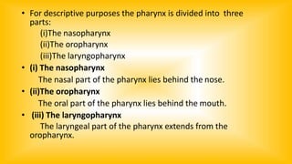 • For descriptive purposes the pharynx is divided into three
parts:
(i)The nasopharynx
(ii)The oropharynx
(iii)The laryngopharynx
• (i) The nasopharynx
The nasal part of the pharynx lies behind the nose.
• (ii)The oropharynx
The oral part of the pharynx lies behind the mouth.
• (iii) The laryngopharynx
The laryngeal part of the pharynx extends from the
oropharynx.
 