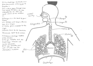 Respiratory system diagram   student work (coaching)