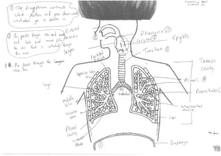 Respiratory system diagram   student work (coaching)