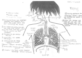 Respiratory system diagram   student work (coaching)