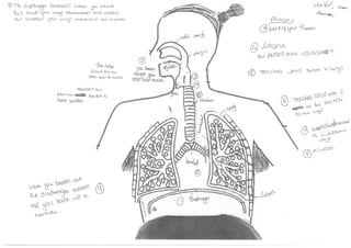 Respiratory system diagram   student work (coaching)