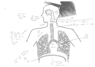 Respiratory system diagram   student work (coaching)