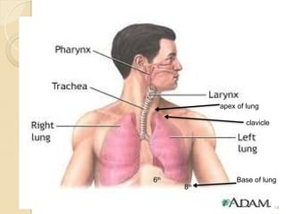Upper Tip Upper and lower Respiratory system disorder.ppt