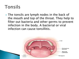  The tonsils are lymph nodes in the back of
the mouth and top of the throat. They help to
filter out bacteria and other germs to prevent
infection in the body. A bacterial or viral
infection can cause tonsillitis.
 