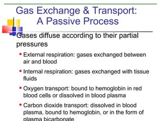Gas Exchange & Transport:
A Passive Process


Gases diffuse according to their partial
pressures








External respiration: gases exchanged between
air and blood
Internal respiration: gases exchanged with tissue
fluids
Oxygen transport: bound to hemoglobin in red
blood cells or dissolved in blood plasma
Carbon dioxide transport: dissolved in blood
plasma, bound to hemoglobin, or in the form of

 