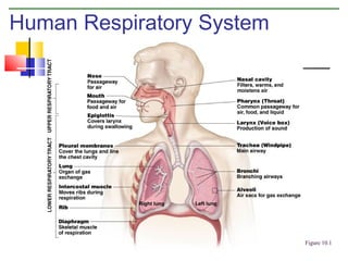 Human Respiratory System

Figure 10.1

 