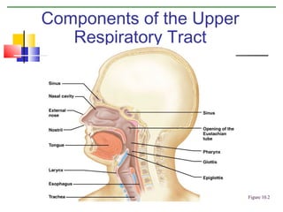 Components of the Upper
Respiratory Tract

Figure 10.2

 