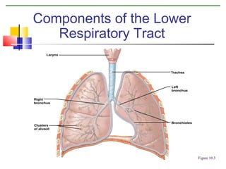 Components of the Lower
Respiratory Tract

Figure 10.3

 