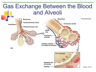 Gas Exchange Between the Blood
and Alveoli

Figure 10.8A

 