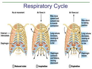 Respiratory Cycle

Figure 10.9

 