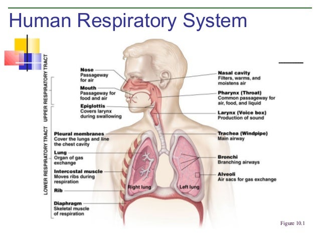 respiratory system dock 3 638