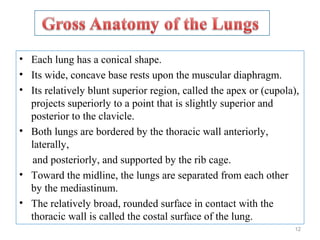 • Each lung has a conical shape.
• Its wide, concave base rests upon the muscular diaphragm.
• Its relatively blunt superior region, called the apex or (cupola),
projects superiorly to a point that is slightly superior and
posterior to the clavicle.
• Both lungs are bordered by the thoracic wall anteriorly,
laterally,
and posteriorly, and supported by the rib cage.
• Toward the midline, the lungs are separated from each other
by the mediastinum.
• The relatively broad, rounded surface in contact with the
thoracic wall is called the costal surface of the lung.
12
 