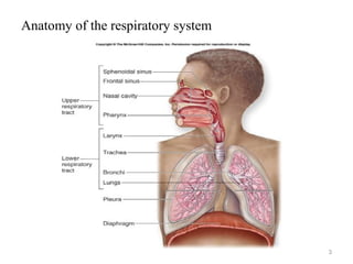 Anatomy of the respiratory system
3
 