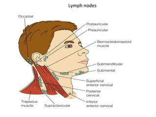 Lymph nodes
 