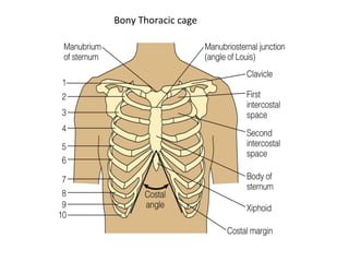 Bony Thoracic cage
 