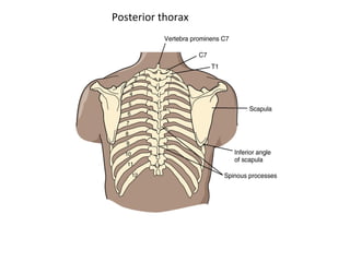 Posterior thorax
 