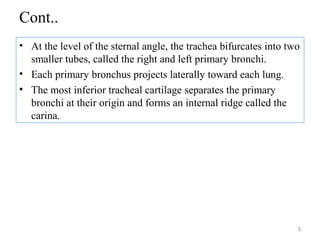 Cont..
• At the level of the sternal angle, the trachea bifurcates into two
smaller tubes, called the right and left primary bronchi.
• Each primary bronchus projects laterally toward each lung.
• The most inferior tracheal cartilage separates the primary
bronchi at their origin and forms an internal ridge called the
carina.
5
 