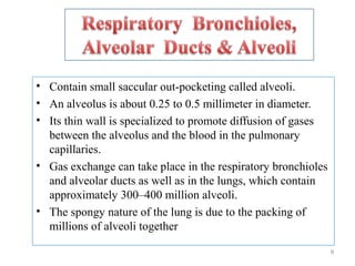 • Contain small saccular out-pocketing called alveoli.
• An alveolus is about 0.25 to 0.5 millimeter in diameter.
• Its thin wall is specialized to promote diffusion of gases
between the alveolus and the blood in the pulmonary
capillaries.
• Gas exchange can take place in the respiratory bronchioles
and alveolar ducts as well as in the lungs, which contain
approximately 300–400 million alveoli.
• The spongy nature of the lung is due to the packing of
millions of alveoli together
9
 