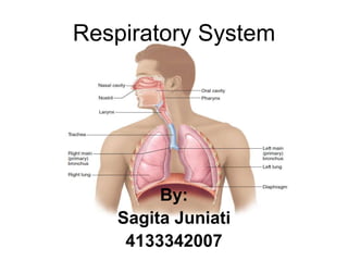 Respiratory System
By:
Sagita Juniati
4133342007
 