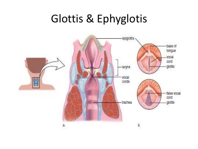Respiratory system