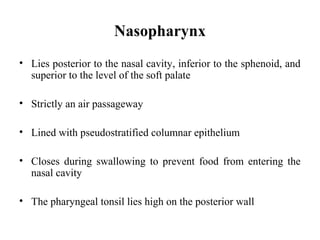 Nasopharynx
• Lies posterior to the nasal cavity, inferior to the sphenoid, and
superior to the level of the soft palate
• Strictly an air passageway
• Lined with pseudostratified columnar epithelium
• Closes during swallowing to prevent food from entering the
nasal cavity
• The pharyngeal tonsil lies high on the posterior wall
 