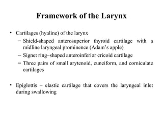 Framework of the Larynx
• Cartilages (hyaline) of the larynx
– Shield-shaped anterosuperior thyroid cartilage with a
midline laryngeal prominence (Adam’s apple)
– Signet ring–shaped anteroinferior cricoid cartilage
– Three pairs of small arytenoid, cuneiform, and corniculate
cartilages
• Epiglottis – elastic cartilage that covers the laryngeal inlet
during swallowing
 