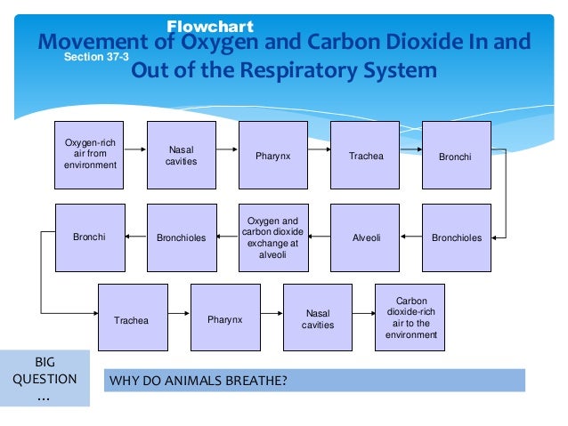 Flow Chart Of Human Respiratory System
