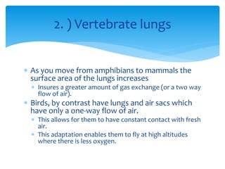 2. ) Vertebrate lungs
 As you move from amphibians to mammals the
surface area of the lungs increases
 Insures a greater amount of gas exchange (or a two way
flow of air).
 Birds, by contrast have lungs and air sacs which
have only a one-way flow of air.
 This allows for them to have constant contact with fresh
air.
 This adaptation enables them to fly at high altitudes
where there is less oxygen.
 