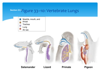 Section 33-3
Salamander Lizard PigeonPrimate
Nostrils, mouth, and
throat
Trachea
Lung
Air sac
Figure 33–10: Vertebrate Lungs
 