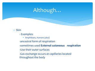Although…
o Skin
- Examples:
 Amphibians, Humans (also)
-ancestral form of respiration
-sometimes used External cutaneous respiration
-Use their outer surfaces
-Gas exchange occurs at capillaries located
throughout the body
 