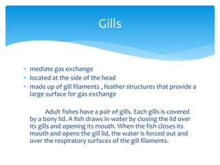 Gills
 mediate gas exchange
 located at the side of the head
 made up of gill filaments , feather structures that provide a
large surface for gas exchange
Adult fishes have a pair of gills. Each gills is covered
by a bony lid. A fish draws in water by closing the lid over
its gills and opening its mouth. When the fish closes its
mouth and opens the gill lid, the water is forced out and
over the respiratory surfaces of the gill filaments.
 