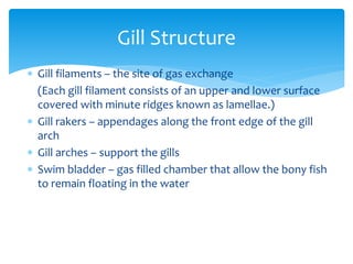 Gill Structure
 Gill filaments – the site of gas exchange
(Each gill filament consists of an upper and lower surface
covered with minute ridges known as lamellae.)
 Gill rakers – appendages along the front edge of the gill
arch
 Gill arches – support the gills
 Swim bladder – gas filled chamber that allow the bony fish
to remain floating in the water
 