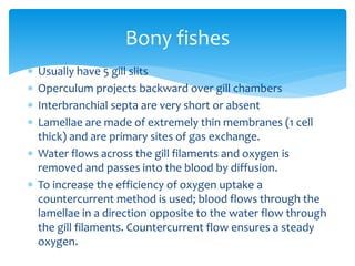 Bony fishes
 Usually have 5 gill slits
 Operculum projects backward over gill chambers
 Interbranchial septa are very short or absent
 Lamellae are made of extremely thin membranes (1 cell
thick) and are primary sites of gas exchange.
 Water flows across the gill filaments and oxygen is
removed and passes into the blood by diffusion.
 To increase the efficiency of oxygen uptake a
countercurrent method is used; blood flows through the
lamellae in a direction opposite to the water flow through
the gill filaments. Countercurrent flow ensures a steady
oxygen.
 