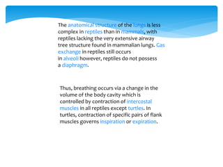 The anatomical structure of the lungs is less
complex in reptiles than in mammals, with
reptiles lacking the very extensive airway
tree structure found in mammalian lungs. Gas
exchange in reptiles still occurs
in alveoli however, reptiles do not possess
a diaphragm.
Thus, breathing occurs via a change in the
volume of the body cavity which is
controlled by contraction of intercostal
muscles in all reptiles except turtles. In
turtles, contraction of specific pairs of flank
muscles governs inspiration or expiration.
 