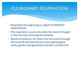 PULMONARY RESPIRATION
 Respiration through lungs is called PULMONARY
RESPIRATION.
 This respiration occurs only when the need of Oxygen
is more during swimming and jumping
 Alveoli are present. Air enters into the alveoli through
the external and internal nares, buccopharyngeal
cavity, glottis, laryngotrachial chamber, and bronchi.
 