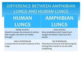 DIFFERENCE BETWEEN AMPHIBIAN
LUNGS AND HUMAN LUNGS
HUMAN
LUNGS
AMPHIBIAN
LUNGS
MORE ALVEOLI
Alveoli increases the amount of surface
that oxygen can enter our bodies
through.
LESS ALVEOLI
Since amphibians don’t need much
oxygen as humans, they have less
alveoli.
HAS A DIAPHRAGM
It causes the air to rush in and out of the
lungs.
NO DIAPHRAGM
They have to force air into their lungs by
moving their mouth as we do while
swallowing.
 