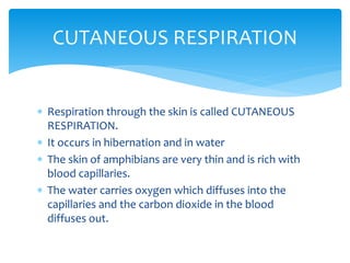 CUTANEOUS RESPIRATION
 Respiration through the skin is called CUTANEOUS
RESPIRATION.
 It occurs in hibernation and in water
 The skin of amphibians are very thin and is rich with
blood capillaries.
 The water carries oxygen which diffuses into the
capillaries and the carbon dioxide in the blood
diffuses out.
 