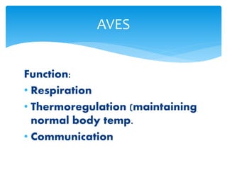 AVES
Function:
• Respiration
• Thermoregulation (maintaining
normal body temp.
• Communication
 