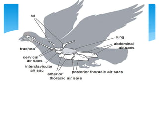 The air sacs of birds extend into the humerus (the bone
between the shoulder and elbow), the femur (the thigh
bone), the vertebrae and even the skull.
 