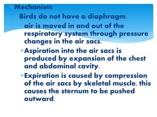  Mechanism
 Birds do not have a diaphragm.
air is moved in and out of the
respiratory system through pressure
changes in the air sacs.
Aspiration into the air sacs is
produced by expansion of the chest
and abdominal cavity.
Expiration is caused by compression
of the air sacs by skeletal muscle, this
causes the sternum to be pushed
outward.
 