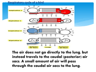  Respiratory cycle of a bird
The air does not go directly to the lung, but
instead travels to the caudal (posterior) air
sacs. A small amount of air will pass
through the caudal air sacs to the lung.
 