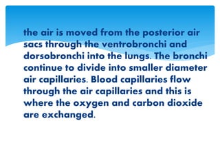  the air is moved from the posterior air
sacs through the ventrobronchi and
dorsobronchi into the lungs. The bronchi
continue to divide into smaller diameter
air capillaries. Blood capillaries flow
through the air capillaries and this is
where the oxygen and carbon dioxide
are exchanged.
 